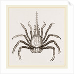 Pactulus Boscii by Anonymous