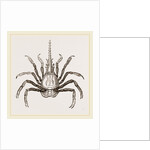 Pactulus Boscii by Anonymous