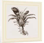 Pagurus Chilensis by Anonymous