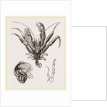 Pagurus Bernhardas by Anonymous