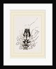 Under Side of Thorax Cenobita by Anonymous