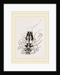 Under Side of Thorax Cenobita by Anonymous