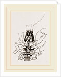 Under Side of Thorax Cenobita by Anonymous