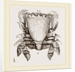 Ranina dentata by Anonymous