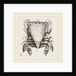 Ranina dentata by Anonymous