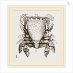 Ranina dentata by Anonymous