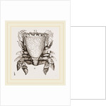 Ranina dentata by Anonymous