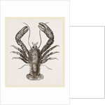 Galathea strigosa by Anonymous