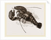Lobster by Anonymous