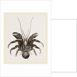 Birgus Latro by Anonymous