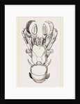 Cancellus Typus by Anonymous
