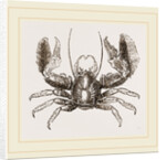 Porcellana platycheles by Anonymous