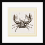 Porcellana platycheles by Anonymous