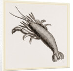 Atya scabra by Anonymous