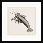 Atya scabra by Anonymous