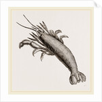 Atya scabra by Anonymous