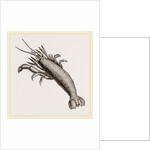 Atya scabra by Anonymous