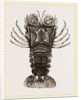 Thenus Orientalis by Anonymous