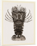 Thenus Orientalis by Anonymous