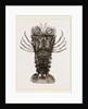 Thenus Orientalis by Anonymous