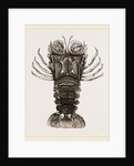 Thenus Orientalis by Anonymous