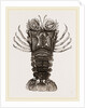 Thenus Orientalis by Anonymous