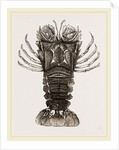 Thenus Orientalis by Anonymous