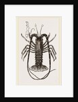 Sea Crayfish by Anonymous