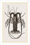 Sea Crayfish by Anonymous