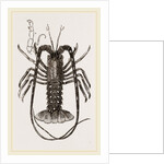 Sea Crayfish by Anonymous