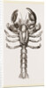 Thalassina scorpionoides by Anonymous