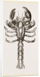 Thalassina scorpionoides by Anonymous