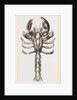 Thalassina scorpionoides by Anonymous