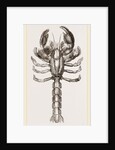 Thalassina scorpionoides by Anonymous