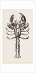 Thalassina scorpionoides by Anonymous