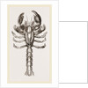 Thalassina scorpionoides by Anonymous