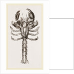 Thalassina scorpionoides by Anonymous