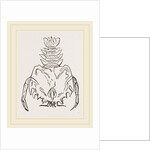 Eryon Cuvieri by Anonymous