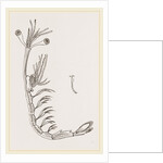 Lucifer typus by Anonymous