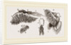 Branchiae of Stomapods by Anonymous