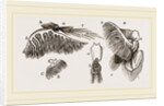 Branchiae of Stomapods by Anonymous