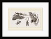 Branchiae of Stomapods by Anonymous