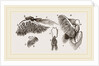 Branchiae of Stomapods by Anonymous