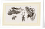 Branchiae of Stomapods by Anonymous