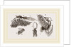 Branchiae of Stomapods by Anonymous