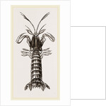 Squilla Mantis by Anonymous