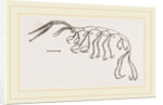 Leptomera pedata by Anonymous