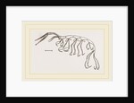 Leptomera pedata by Anonymous