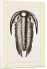 Paradoxoides Tessini by Anonymous