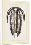 Paradoxoides Tessini by Anonymous